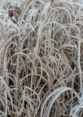 beautiful frost on a cold winters morning. It makes this grass like a frozen wonder land.