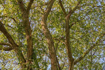 Tall trees with green leaves
