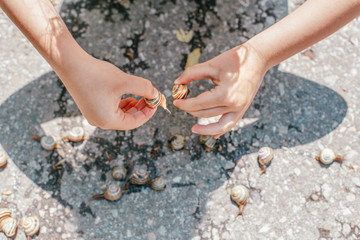 Closeup macro of child hands palms picking holding many little small forest garden yellow striped snails molluscs. Summer kids entertainment activity. Happy childhood lifestyle.