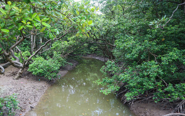 Mangrove forest in Can Gio Island Vietnam