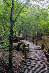 wooden bridge in Mangrove forest in Can Gio Island Vietnam