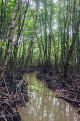 Mangrove forest in Can Gio Island Vietnam