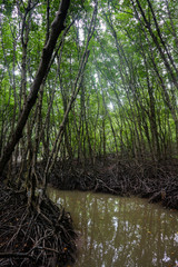 Mangrove forest in Can Gio Island Vietnam