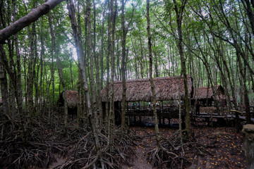 Mangrove forest in Can Gio Island Vietnam