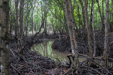 Mangrove forest in Can Gio Island Vietnam