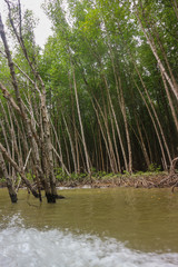 Mangrove forest in Can Gio Island Vietnam