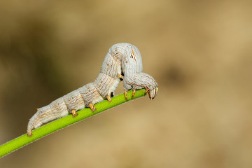 Image of brown caterpillar butterfly on the branches on a natural background. Insect. Animal.