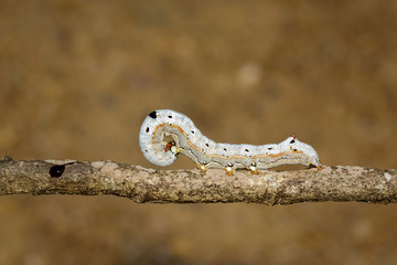 Image of brown caterpillar butterfly on the branches on a natural background. Insect. Animal.