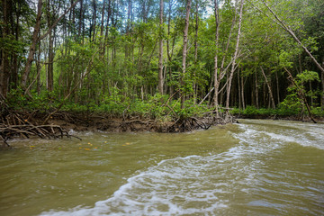 Mangrove forest in Can Gio Island Vietnam