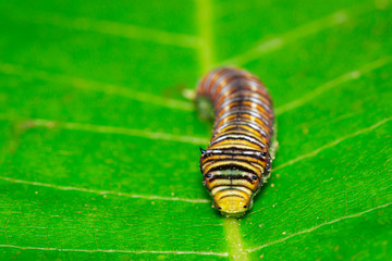 Image of Spot Swordtail Caterpillar brown morph(Graphium nomius) on green leaves on a natural background. Insect. Animal.