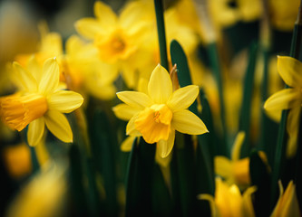 yellow daffodils on a blured background