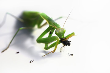 green praying mantis eating a fly on a white background.