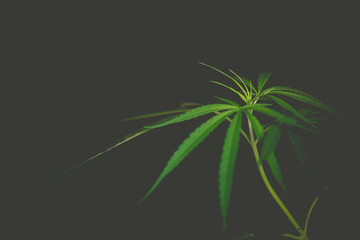 Fototapeta na wymiar Cannabis marijuana leaf closeup dark background.