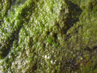 Green microorganisms on water for background. Bubbles, bumps.