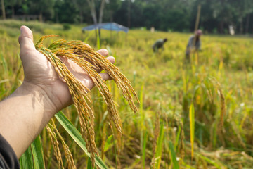 Fototapeta na wymiar Golden rice that is ripe in the rice fields in rural Thailand