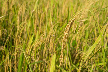 Golden rice that is ripe in the rice fields in rural Thailand