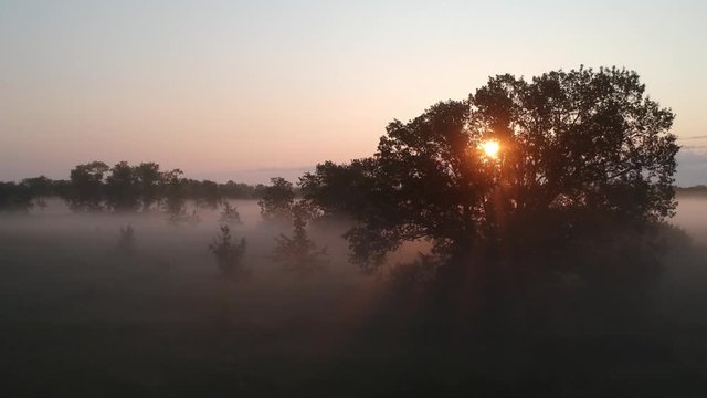 high above a tree in morning fog. prolet drone on a summer morning