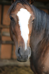 Thoroughbred horse portrait