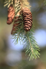 pine tree branch with cones
