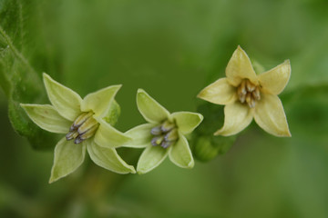 The soft focus chili, chili, flowers in the plant field.