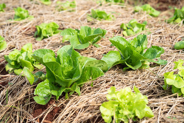 Green mustard plants in the countryside