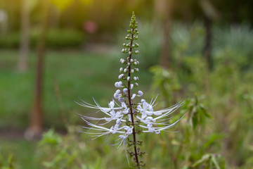 Cat's whisker plant bloom in the garden. Is a Thai herb help diuretic.