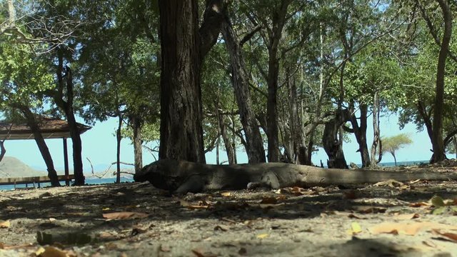 A comodo dragon slowly wakes up and starts to walk