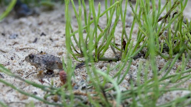Baby toads hop around next to horsetail fern in a beach garden.
