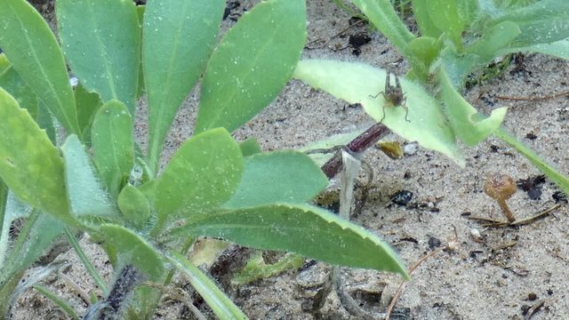 Grasshoppers and baby toads in a beach garden with Gaillardia daisy leaves.