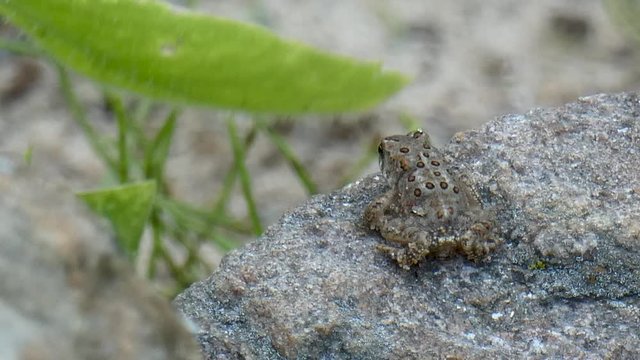 A baby toad sits atop a boulder in a beach garden.