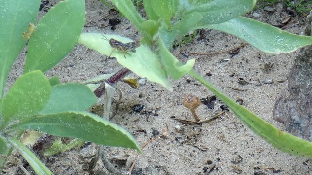 Grasshoppers and baby toads in a beach garden with Gaillardia daisy leaves.