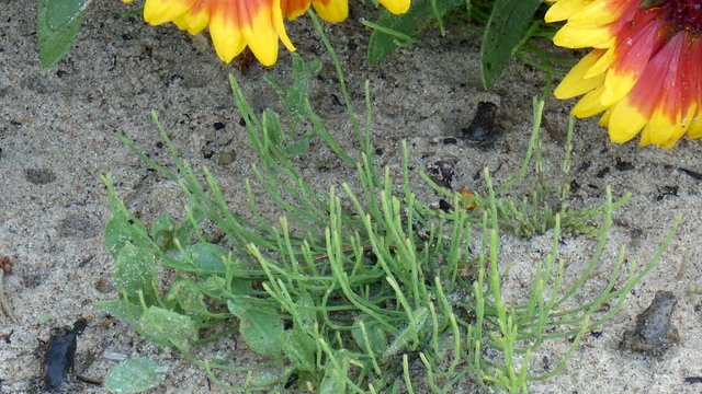 Baby toads hop around in a beach garden.