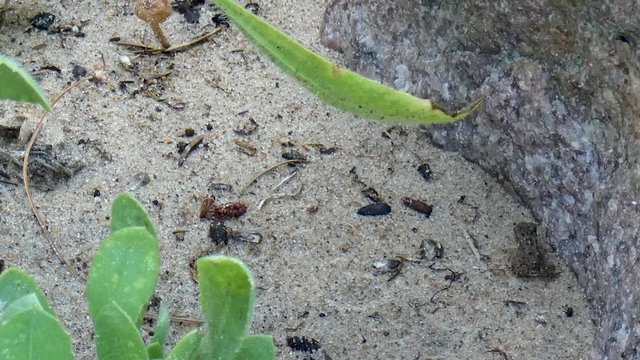 Baby toads hop next to a boulder in a beach garden.