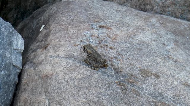 A baby toad hops around on a rock.