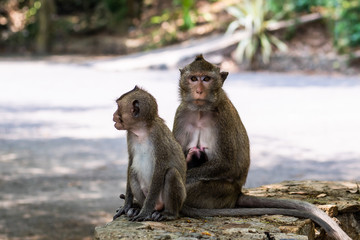 family of monkeys. The concept of animals at the zoo in Thailand