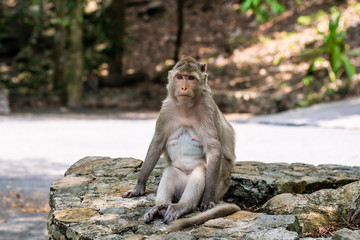 Cute monkey. Sitting in the jungle and looking away.