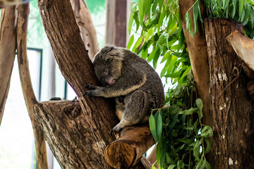 Beautiful cute koala. The concept of animals in the zoo