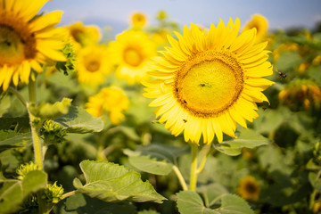 Beautiful sunflower field landscape