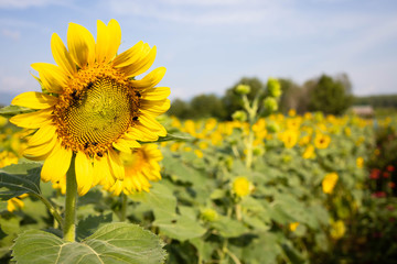 Obraz premium Beautiful sunflower field landscape