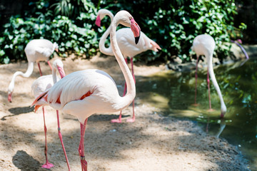 Pink flamingos on the lake. The concept of animals at the zoo in Thailand
