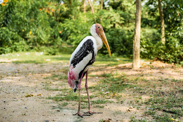 Stork in the zoo. Concept animals and birds in the zoo