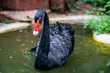 black swan In a ponds. The concept of animals at the zoo in Thailand