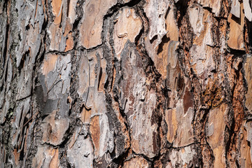 Bark of pine tree.