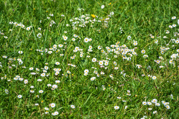White and yellow daisy flowers on a green blurred background.