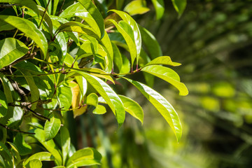 Green bushes with trimmed branches and young leaves.