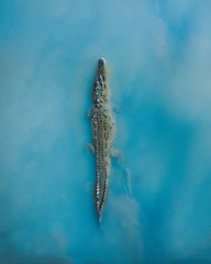 Costa Rico Crocodile