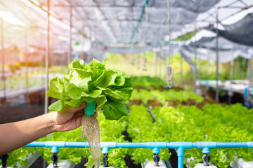 Hand of farmer hold Hydroponics vegetable in greenhouse, Fresh hydroponics vegetable farm, Salads...