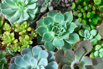 Mix of Echeveria and Sedum Succulent Flowering Plants Housplant Background