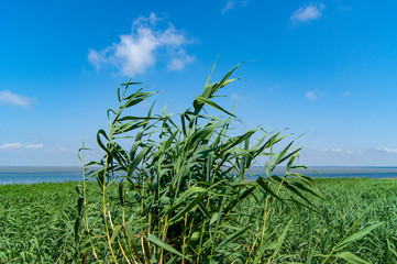 view of the salt lake and high grass