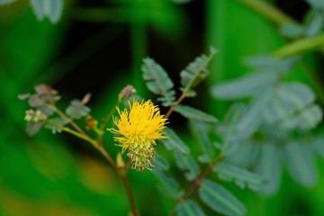 Beautiful yellow flower of Neptunia javanica Miq. with blur leaves background.